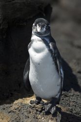 The best man! Galapagos 2006. by Chris Wildblood 